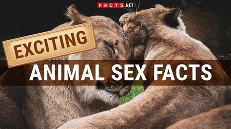 woman and animal sex|Animal Sex